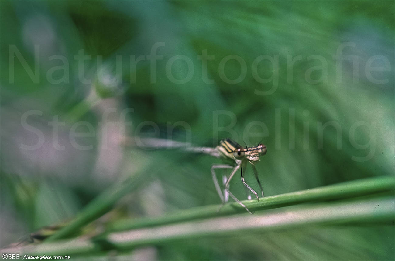 Libelle_6_Mäk_Schw